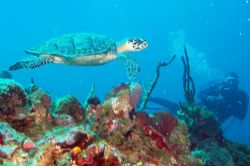 Turtle and diver. Olympus MJU410 + Epoque 230DS Strobe, c... by Steve Laycock 